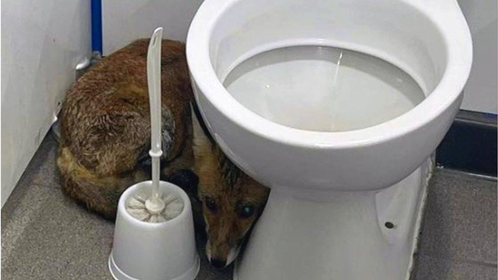 Fox next to a toilet