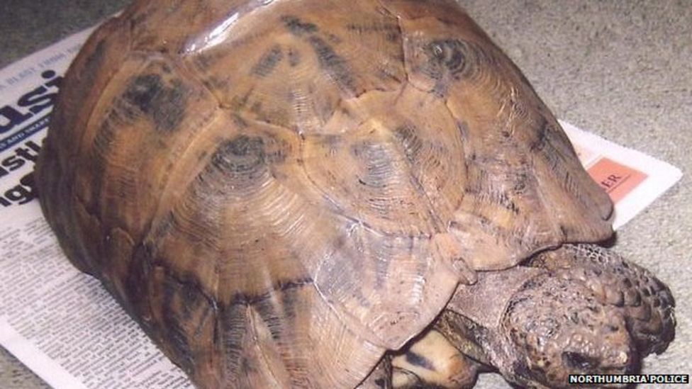 Thieves steal pet tortoise of 40 years from Sunderland garden - BBC News