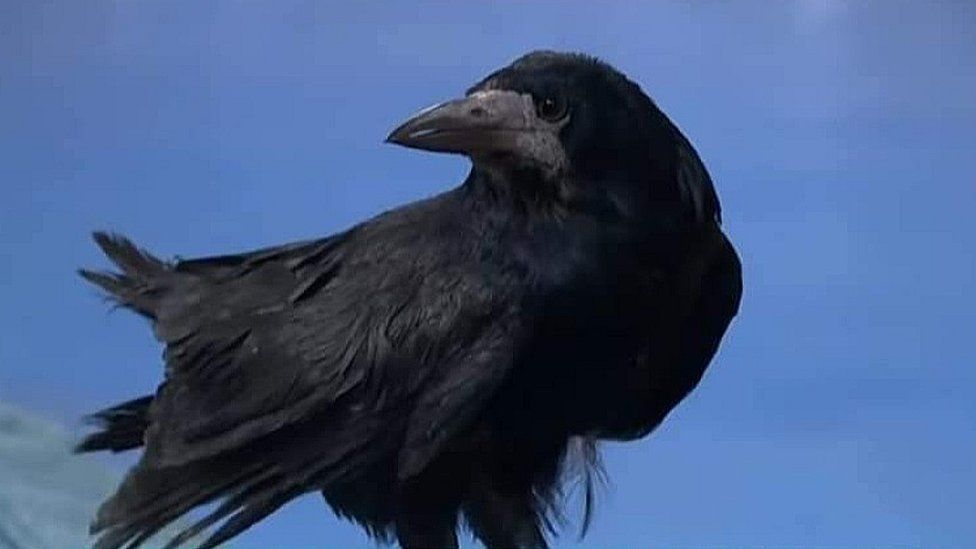 Russell Crow the rook