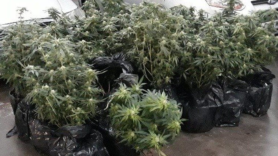 Worksop cannabis plants flood