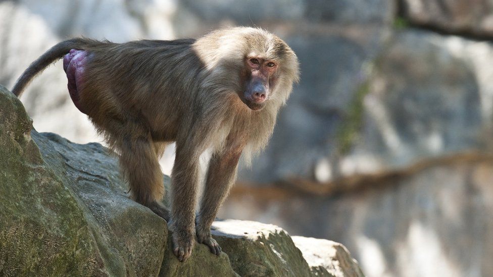 Baboons prop up barrels to escape Texas research centre - BBC News