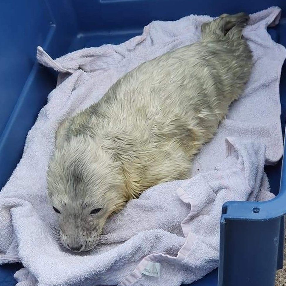 Rescued seal