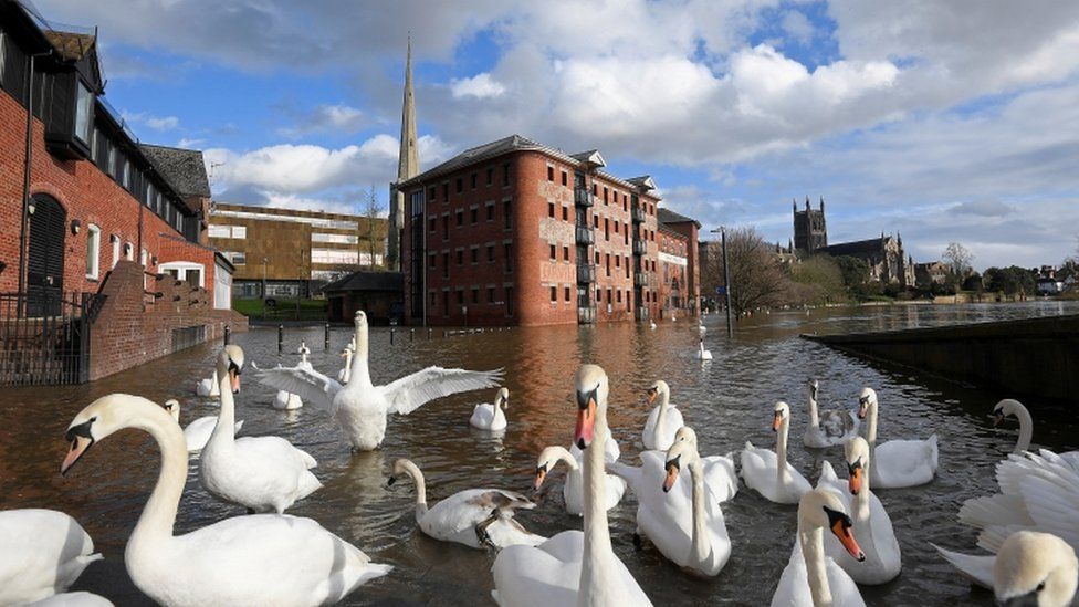 Swans gather on flooded riverside streets, following Storm Jorge, in Worcester