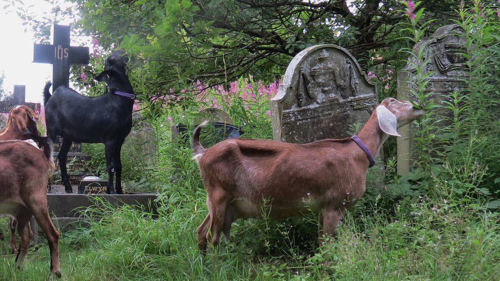 Goats clear overgrown weeds and grass at a cemetery in Blaenau Gwent