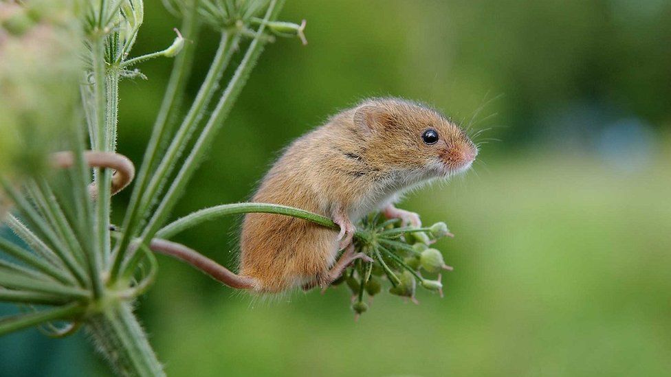 Harvest mouse on a plant