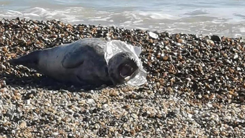 Seal entangled in plastic