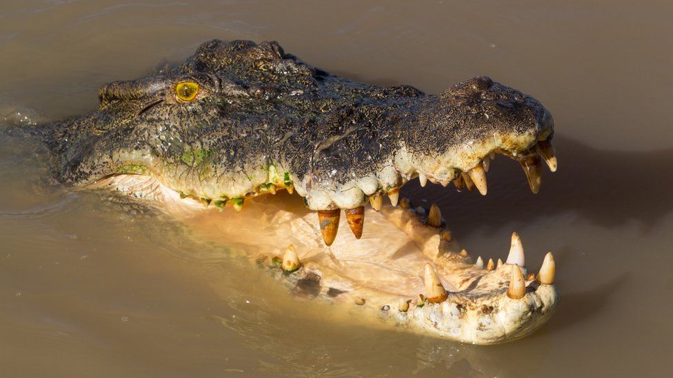 A generic image of a saltwater crocodile in Australia