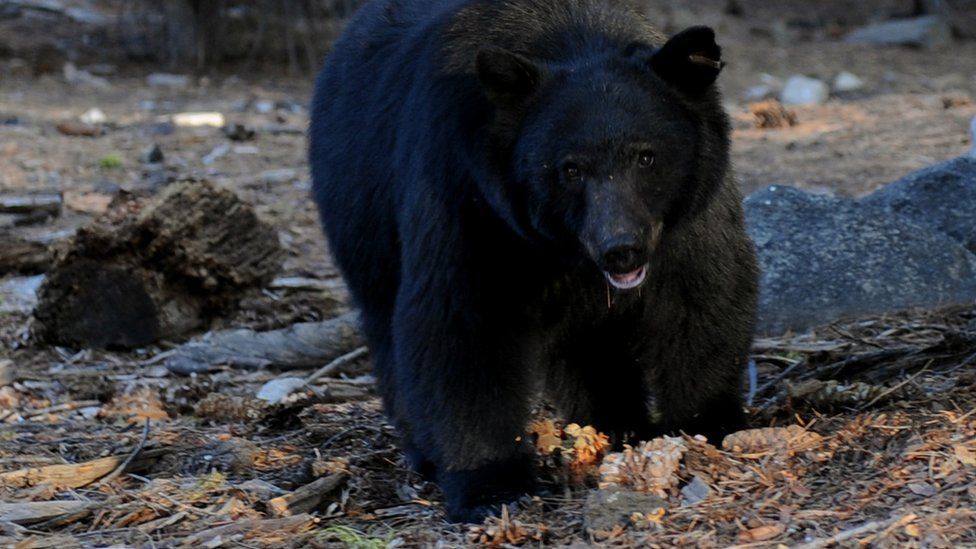 A black bear pictured in California