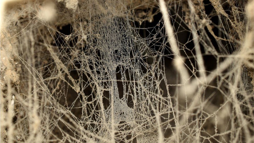 Spiders are 'falling out of the sky' in California - BBC Newsround