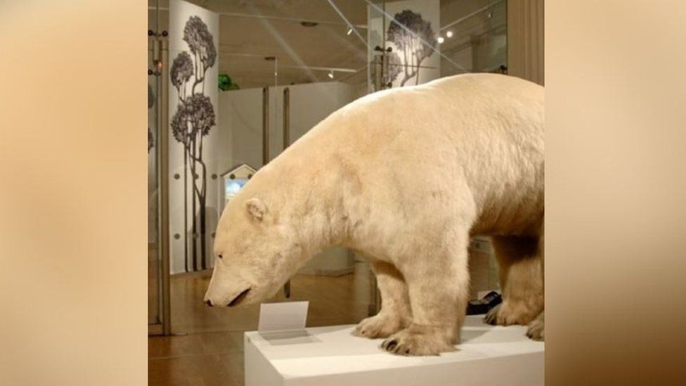 Inka the polar bear