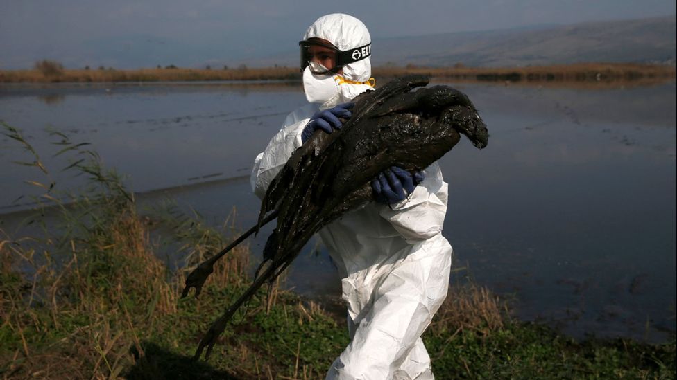 Израильский ученый уносит труп морской птицы, умершей от птичьего гриппа