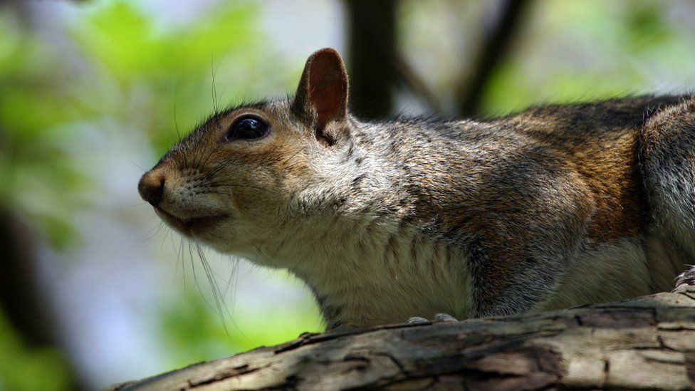 Grey squirrel