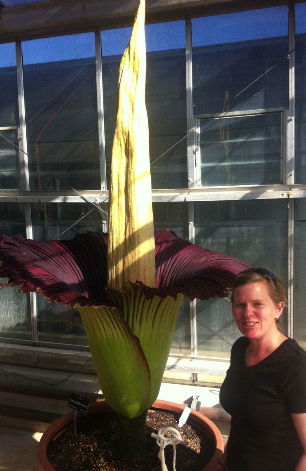 A woman poses next to the corpse flower