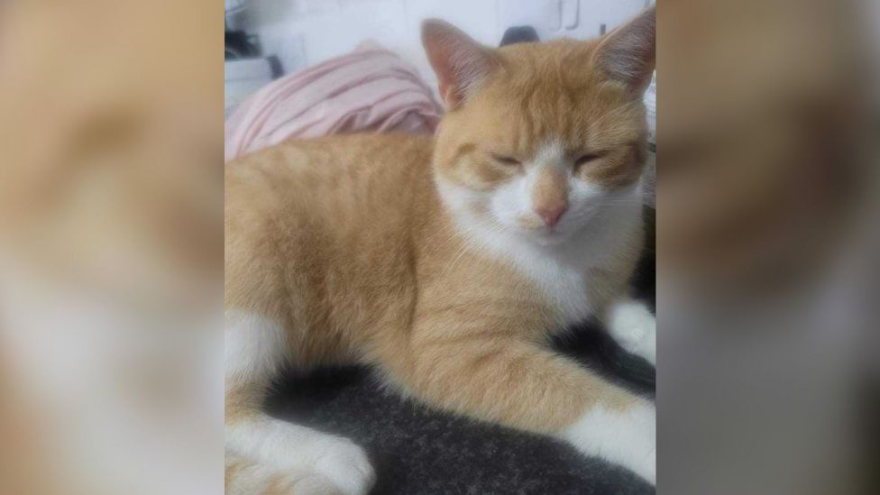 Dead cat thrown from Hull railway bridge BBC News
