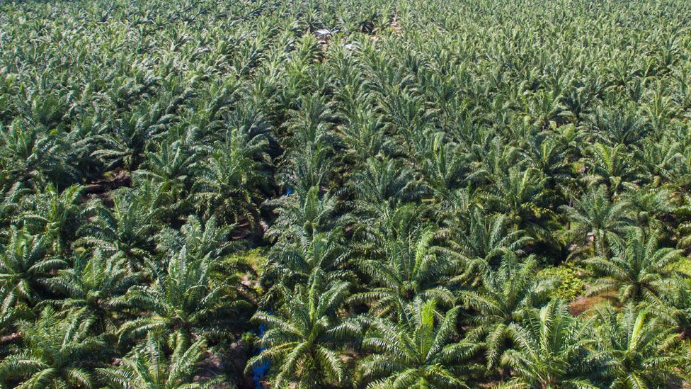produccion de aceite de palma en panama
