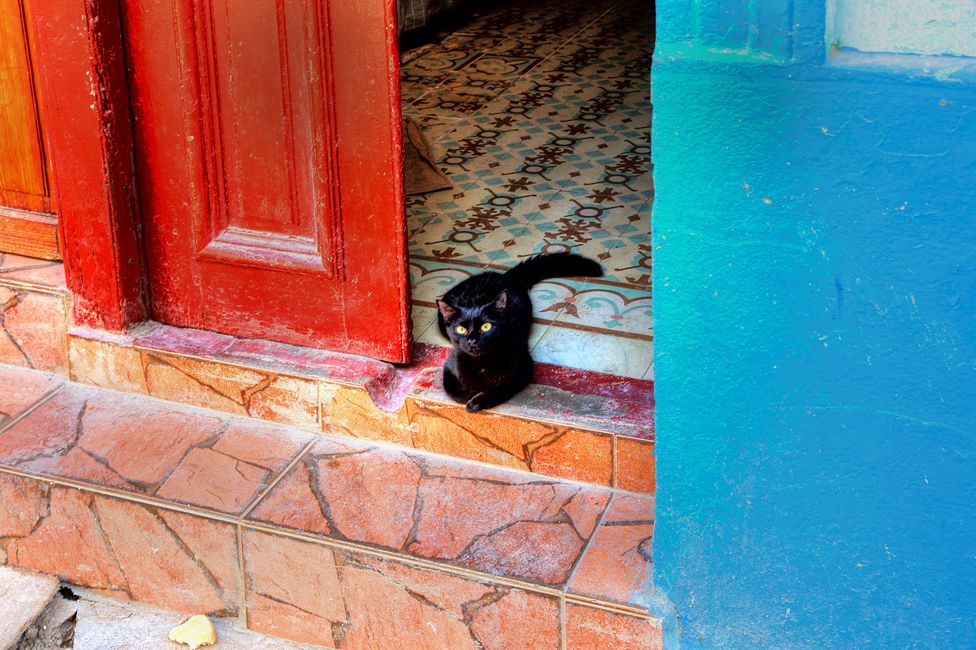 Cat on Aguilar Street in old Havana