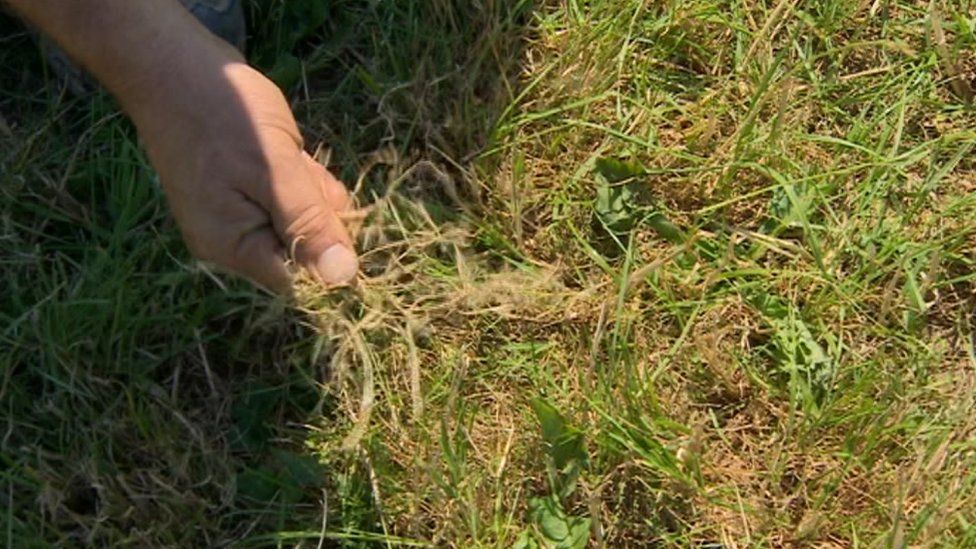 Picture of a farmer checking his dried-out grass