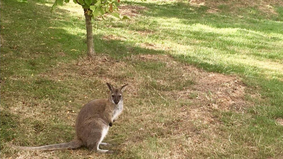 Escaped wallaby spotted near Filey animal park - BBC News Escaped wallaby spotted near Filey animal park - BBC News
