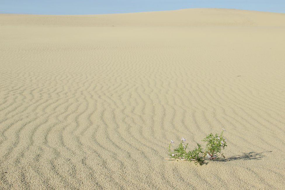 sprig of vegetation on a sand dune