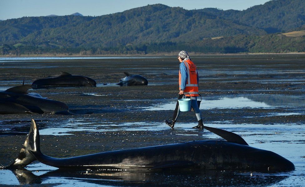 Picture taken on 11 February 2017 shows a volunteer carrying buckets of water towards dead or dying pilot whales at Farewell Spit, New Zealand.