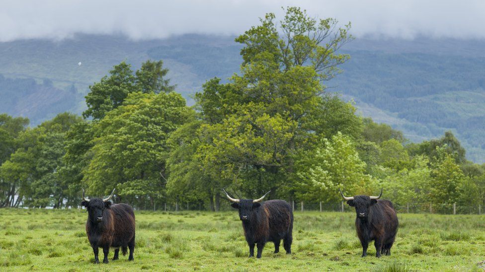 Highland Cattle in peaceful landscape in the Scottish Highlands.