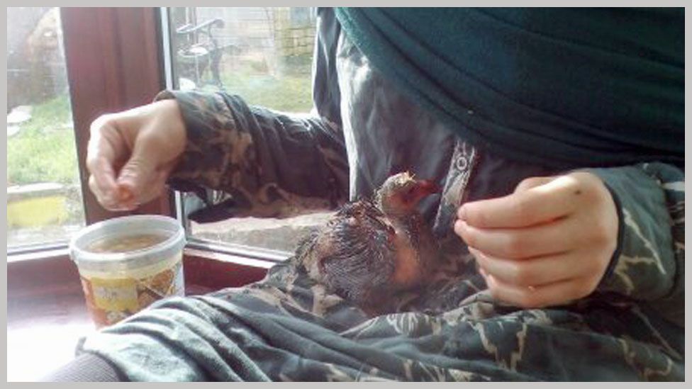 Katie Holden's daughter feeding a pigeon