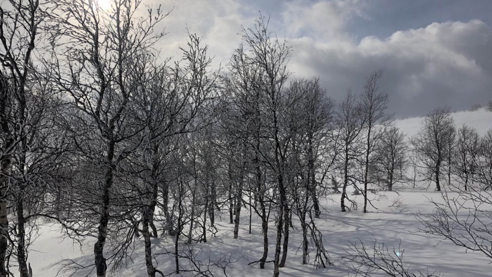 Dyatlov geçidi orman