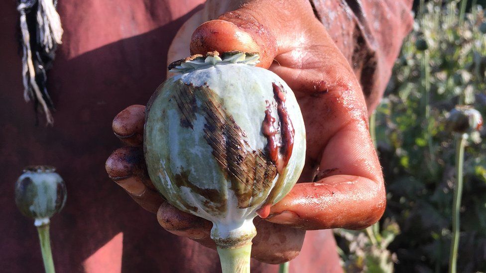A farmer holding an opium poppy