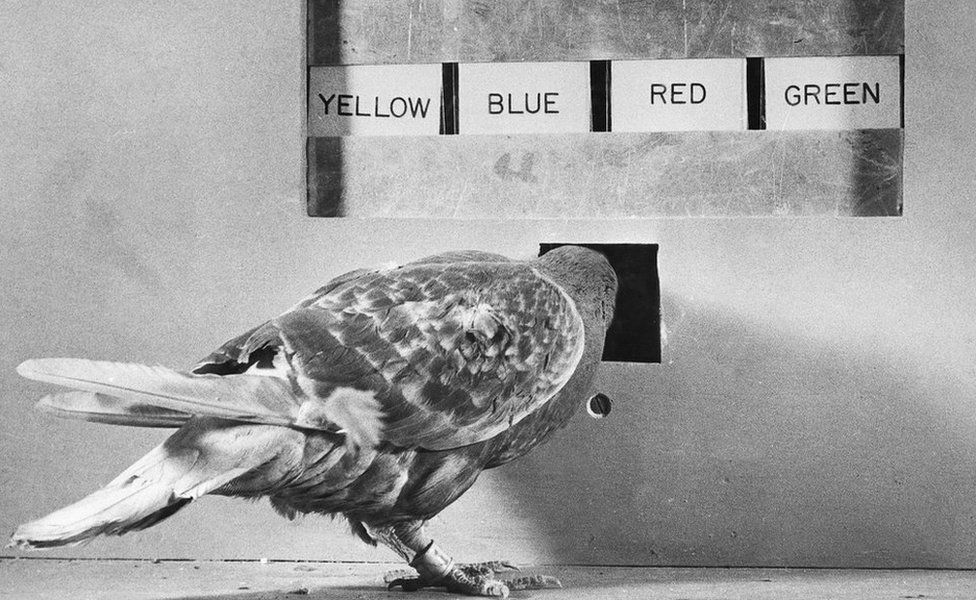 Harvard professor B F Skinner conducts psychological experiment with pigeons in which they must match a coloured light with a corresponding coloured panel in order to receive food, June 1950