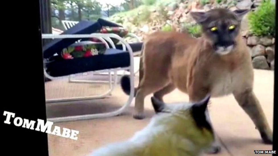 Hiker Probably Killed In Oregon's First Fatal Cougar Attack - BBC News