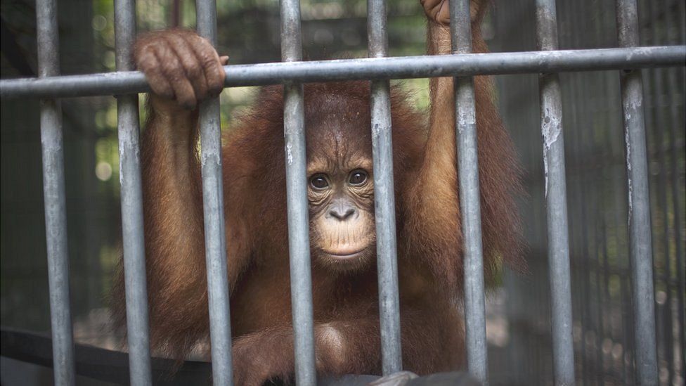 Orang utan at rehabilitation centre in Sumatra