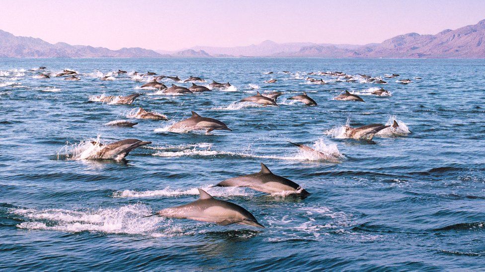 pod-of-dolphins
