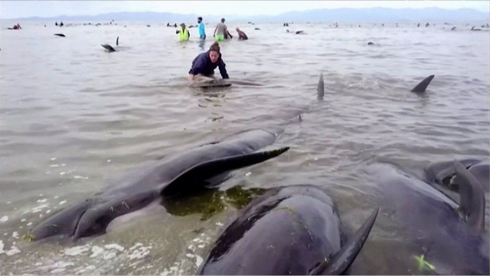 People stand next to stranded pilot whales seen in the water on the beach in Golden Bay, New Zealand after one of the country's largest recorded mass whale strandings on Friday, in this still frame taken from video released 10 February 2017.