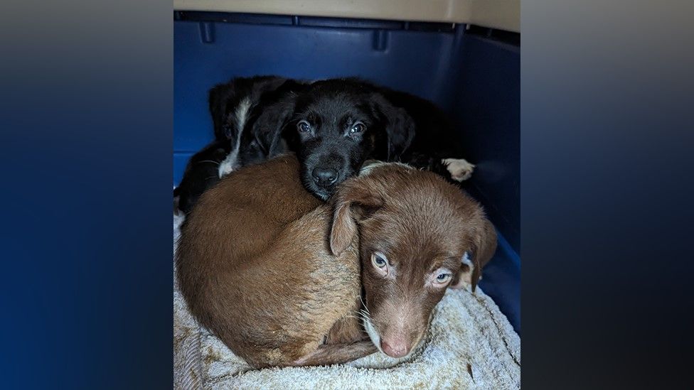 Dogs rescued by police