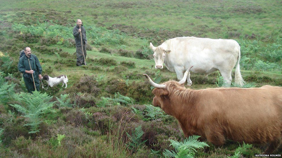 In pictures The Droving Project BBC News