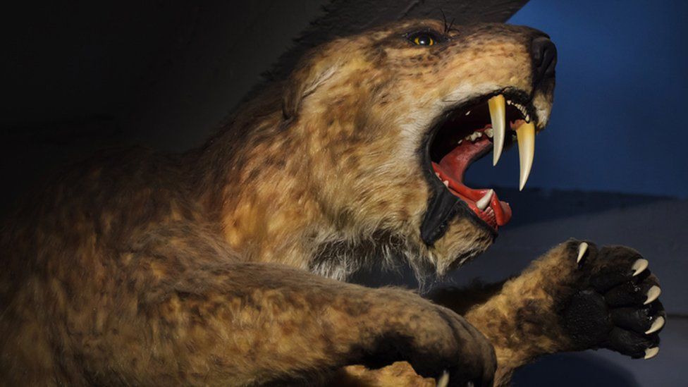 Sabre-toothed salmon: Experts discover giant fish had tusks, not fangs ...