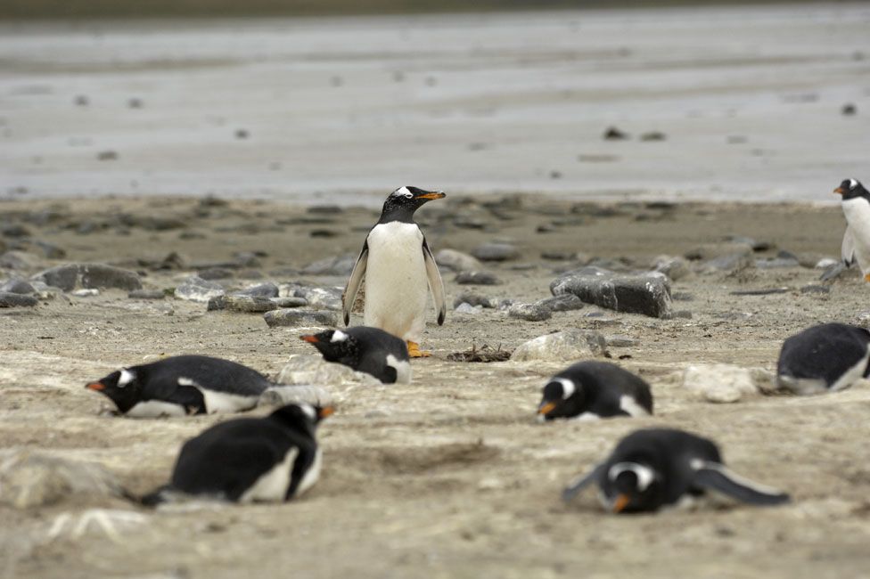 Gentoo penguins