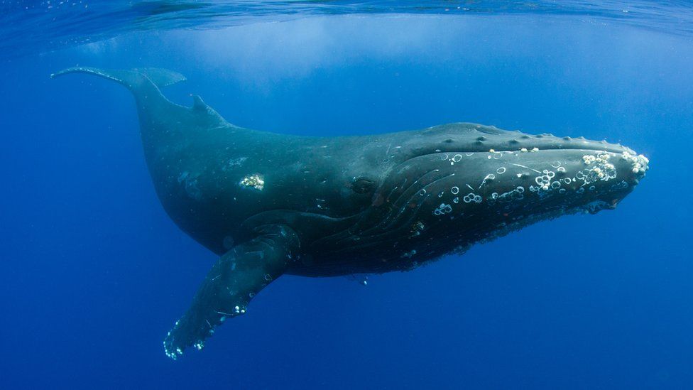 The Scottish project trying to save entangled whales - BBC News