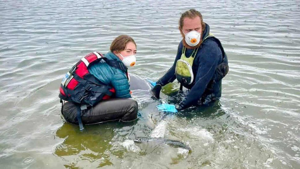 BDMLR volunteers Ruby Free and Josh Anderson with the stranded dolphin