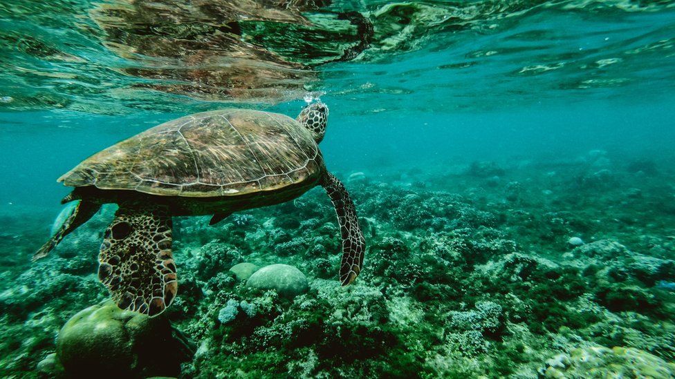 A turtle swims above a coral reef