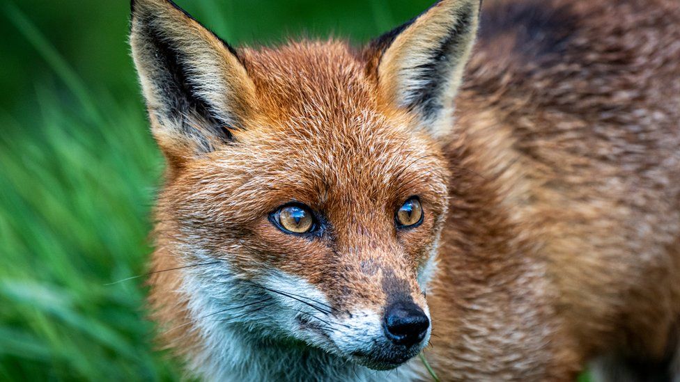 Matlock Fox Found In Garden With Gunshot Wounds BBC News