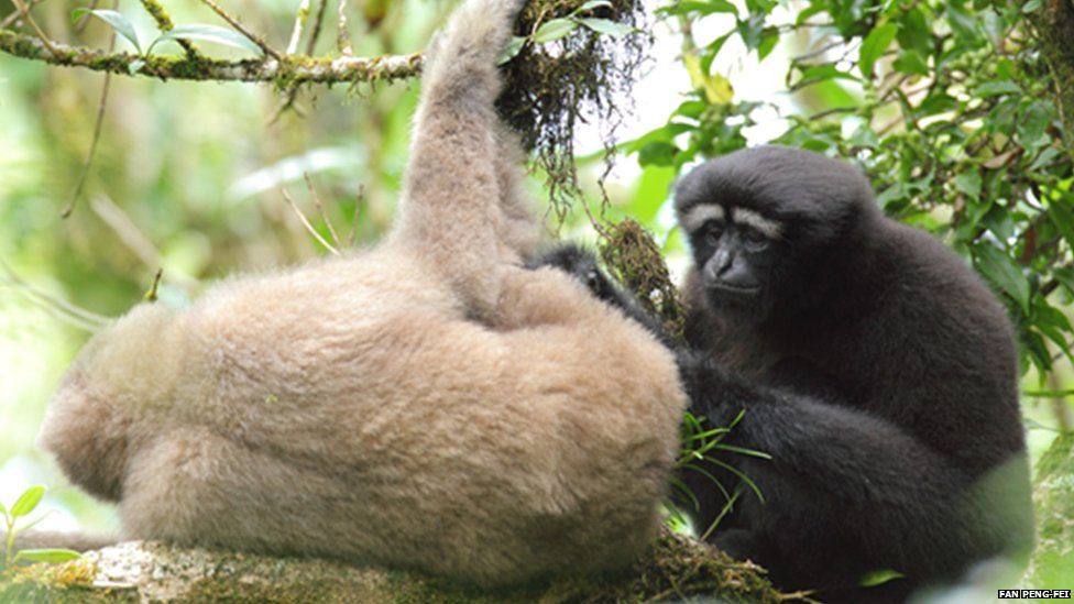 Star Wars gibbon' is new primate species - BBC News