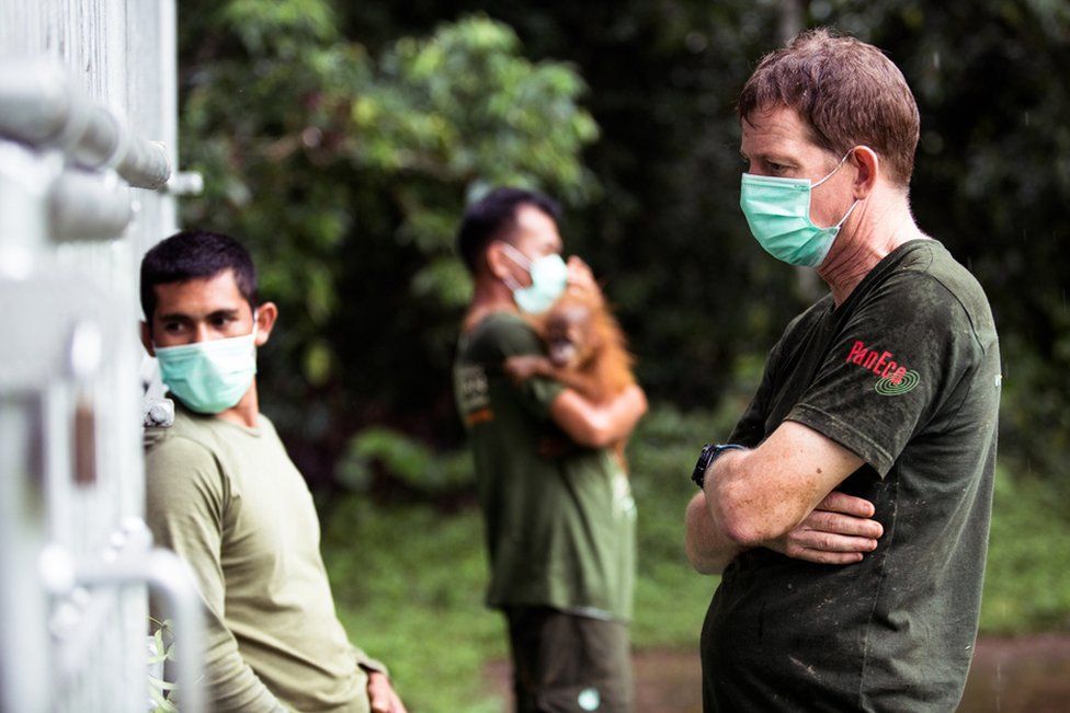 Dr Ian Singleton watches over the sedated female orangutan in Jambi, northern Sumatra.