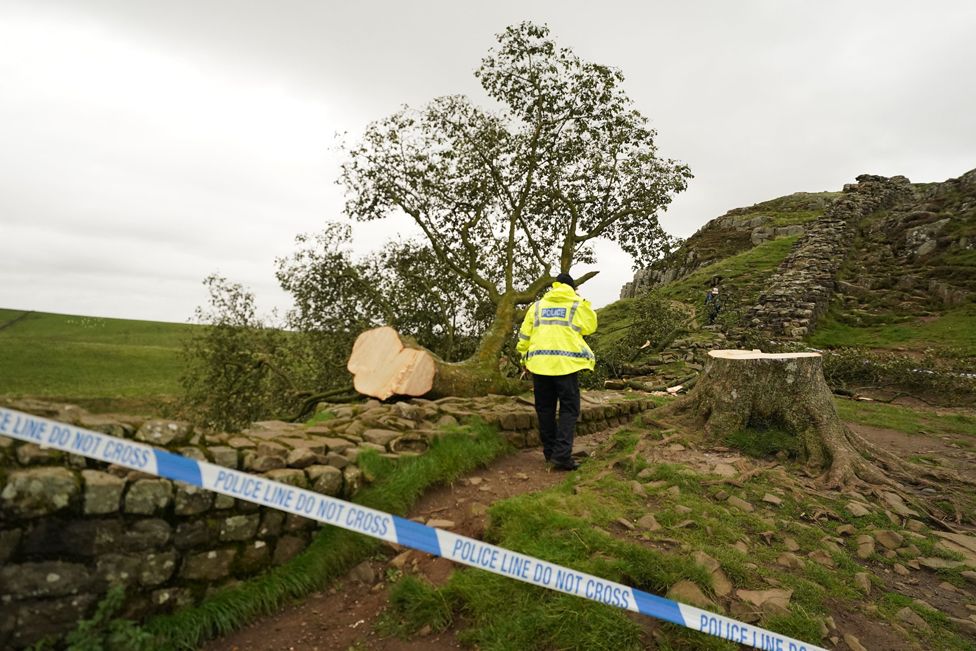 A police officer guards at the tree at Sycamore Gap, next to Hadrian's Wall, in Northumberland which has come down overnight after being deliberately felled