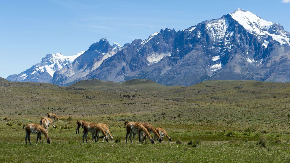 A group of guanacos (Lama guanicoe) grazing in Torres del Paine National Park in southern Chile