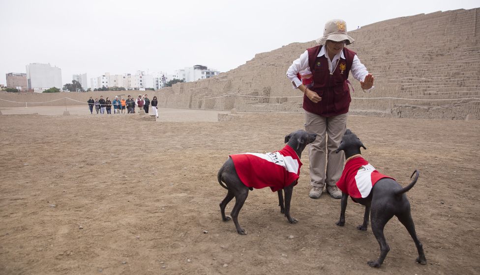 A park worker trains Peruvian hairless dogs Sumac and Munay in Lima, Peru's Huaca Pucllana ancient pyramid on July 20, 2019.