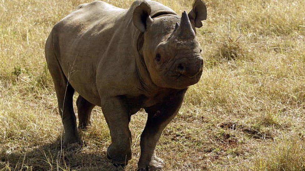 A black male rhinoceros is seen at a game farm in Malelane 30 September 2004