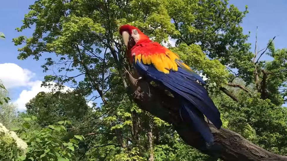 Douglas the Pippi Longstocking parrot, Germany, 2017