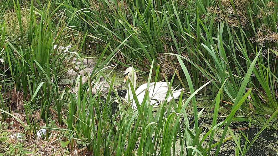 Swans and cygnets in the nest