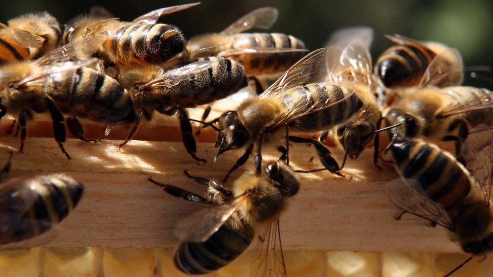 Bees walk outside their hive at the Blackhorse Apairy Beekeeping Centre in St Johns, near Woking on April 17 2007 in Surrey, United Kingdom